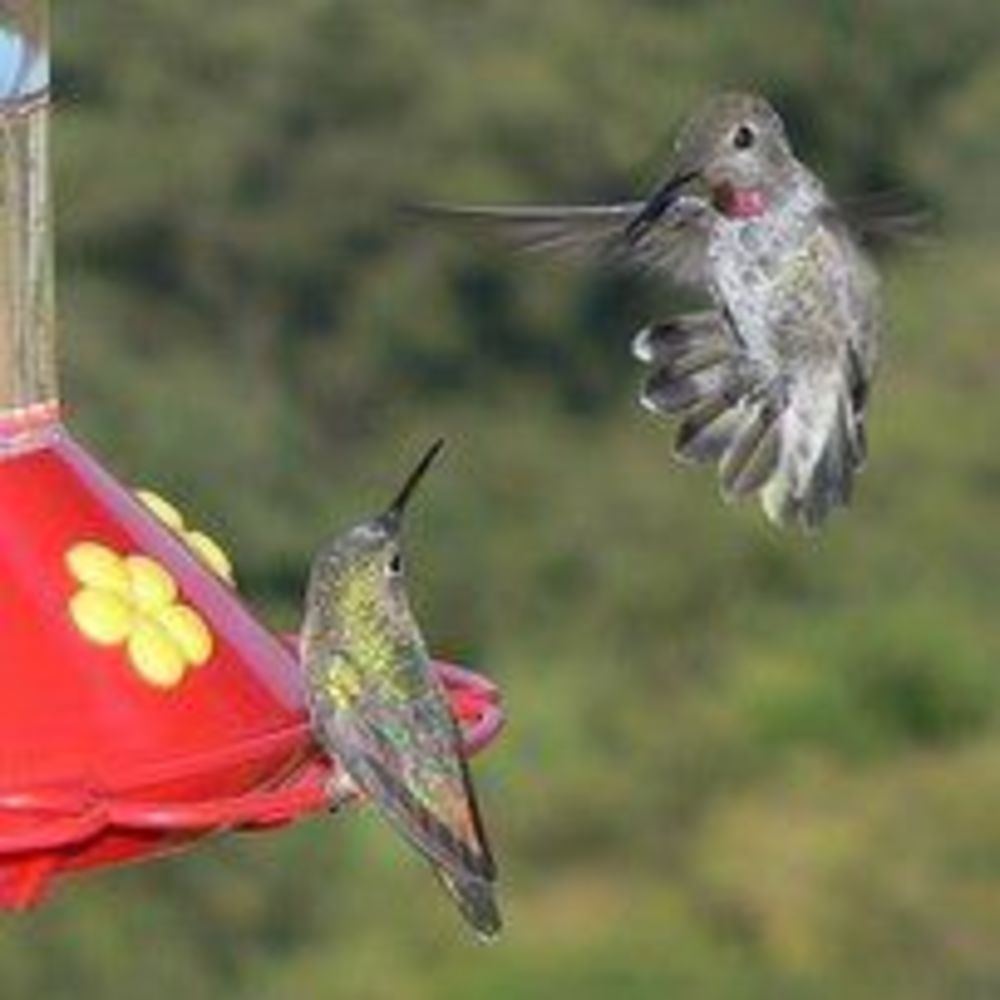 Meet your Posher, Diana